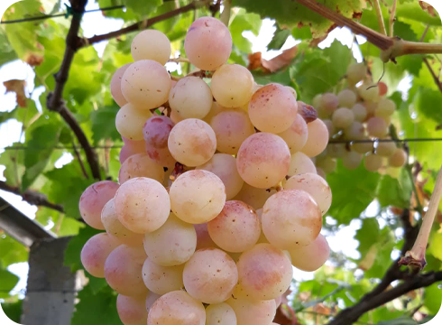 Csemegeszőlő